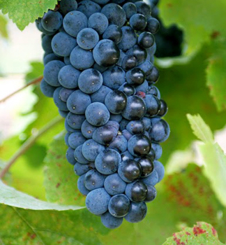 Vini� mu�tov� �PINOT NOIR� zemn� bal