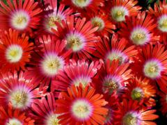 Delosperma �RED MOUNTAIN�� kont. 0,5 l